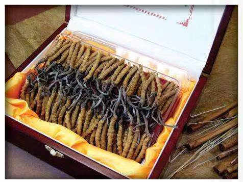 南江冬虫夏草回收